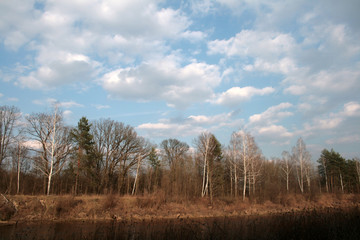 
beautiful forest and beautiful forest paths