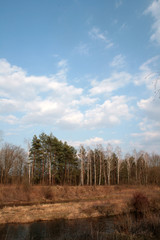 Obraz premium beautiful forest and beautiful forest paths