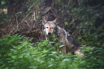 Naklejka na ściany i meble Mackenzie Valley wolf in in forest undergrowth