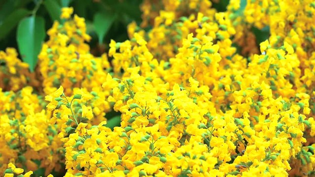 many bees and Burma padauk bouquet yellow flowers