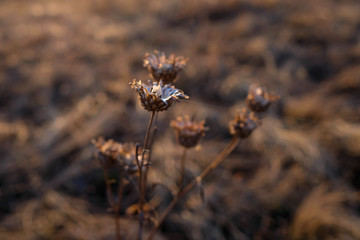 Thin grass. Warm light, blurred background. Field plant