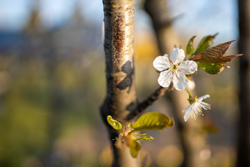 Kwiat owocu © Wojtek