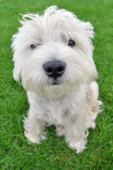 West Highland White Terrier