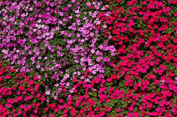 Fototapeta premium flowers background bright and colorful