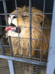 Feeding raw meat to a ferocious lion