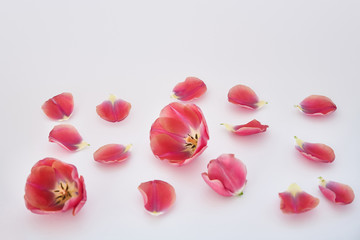 pink tulips and petals scattered on white background