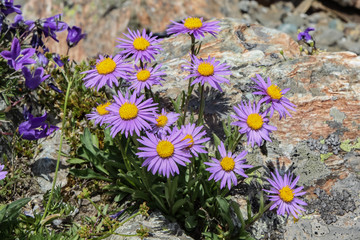 Asters and bells among the stones