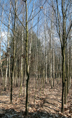 
beautiful forest and beautiful forest paths