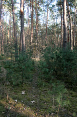 Obraz premium beautiful forest and beautiful forest paths