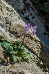 Flora