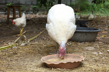 The big white Turkey is eatting food in farm garden at thailand