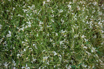 Fallen flowers lie on the green grass.