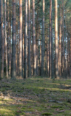 Obraz premium beautiful forest and beautiful forest paths