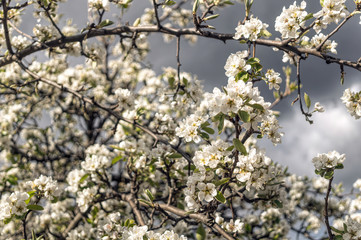 Obraz premium Blooming spring apple orchard. White flowers against the background of spring rain clouds in the sky