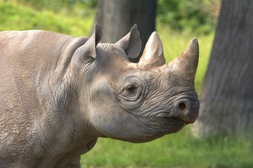black rhino close up picture