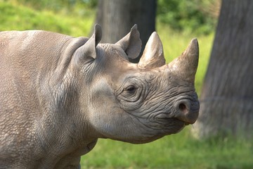 black rhino close up picture © Monika