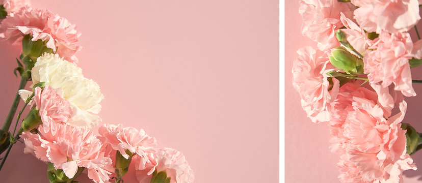 collage of blooming carnations on pink background