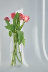 spring blooming pink tulips with green leaves in vase on white with shadows