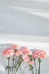 top view of pink carnations on white background with sunlight and shadows