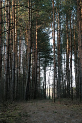 
beautiful forest and beautiful forest paths