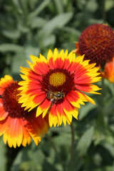 Gaillardia flowers with bee in the garden