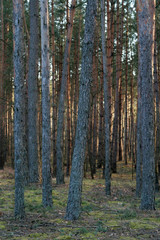 
beautiful forest and beautiful forest paths