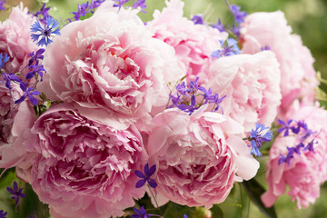Fragment of a bouquet of pink peonies, blue cornflowers and delphiniums in the garden, blur, soft focus, close-up. Greeting card for floral background.
