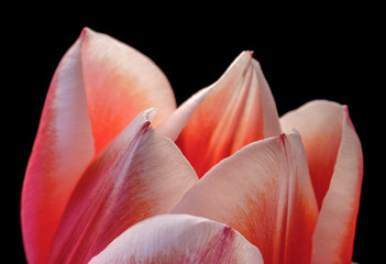 Pink Tulip 5