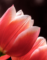 Fototapeta na wymiar Pink Tulip 11