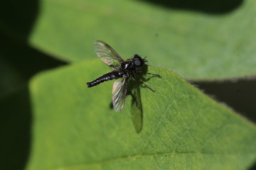 Wollige Haarmücke - Bibio lanigerus