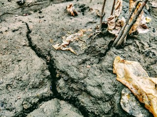Soil in a field