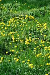 Wildblumenwiese mit gelben Löwenzahn im Frühling