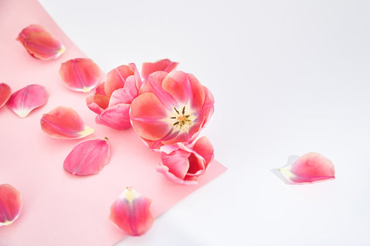 Tulips and petals scattered on pink and white background