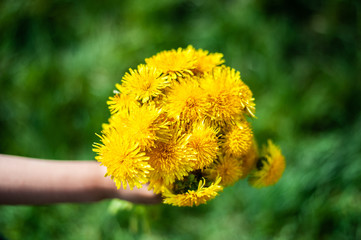 Bouquet of yellow blooming dandelions. Very low depth of the field.