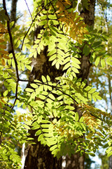 New tree leaves in the sunlight. Summertime colors and feeling. Nature background texture