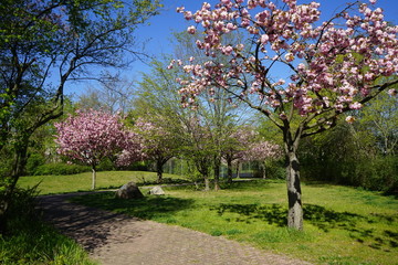Sakura in einem Berliner Park bei Sonnenschein