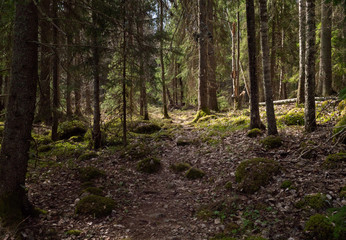 Fototapeta premium Krajobraz lasu drzewa. Terapia leśna i odprężanie. Park Narodowy Farnebofjarden w Szwecji.