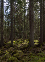 Fototapeta premium Tree forest landscape. Forest therapy and stress relief. Farnebofjarden national park in Sweden.