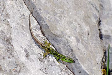 Iberian rock lizard / Iberische Gebirgseidechse (Iberolacerta monticola cantabrica), male /...