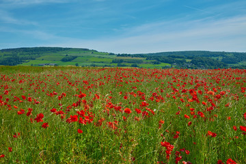 Poppy field remembrance summer day