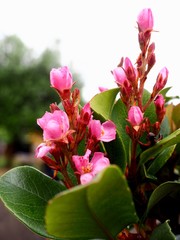Fleurs et rosiers de printemps avec la rosée 