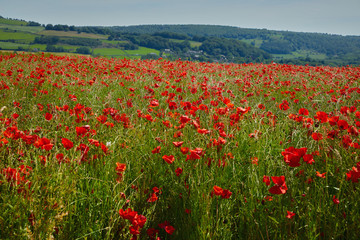 Fototapeta na wymiar Poppy field summer day Derbyshire uk