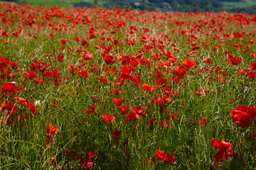 Poppy field summer day Derbyshire uk