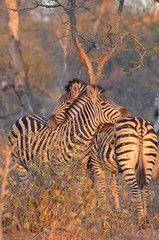 Two African Zebras hugging as the sun sets for the day