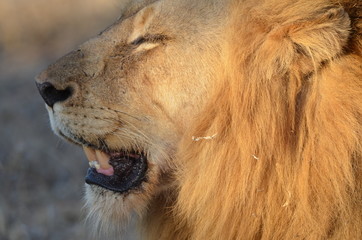Fototapeta na wymiar African male lion sitting in the sun