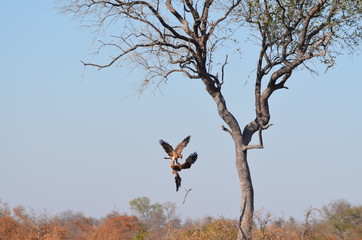 Two eagles fighting mid air 