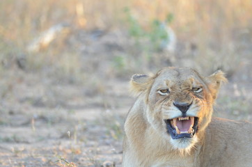 Lion showing teeth while protecting her cubs 