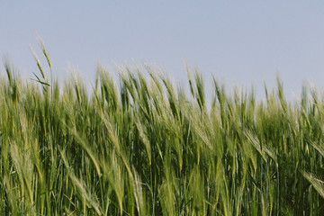 green grass and blue sky