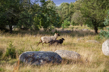 A sheep flock in the nature