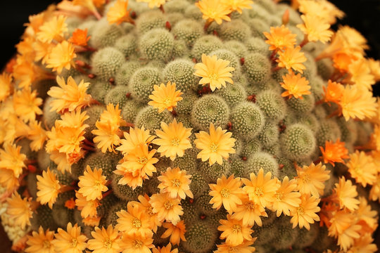 Cactus flowers on the Apricot Ice cactus on display at the Chelsea Flower Show in the United Kingdom. 